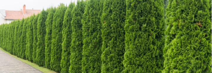 Hecke aus Lebensbäumen